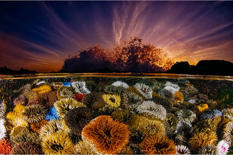 In Celebration/Geo Cloete. Photographed at Cape Peninsula, South Africa. Winner of the Landscapes, Waterscapes, and Flora category in the California Academy of Sciences 11th annual BigPicture: Natural World Photography Competition—on exhibit at Discovery Place Science in Charlotte through May 2, 2026.
