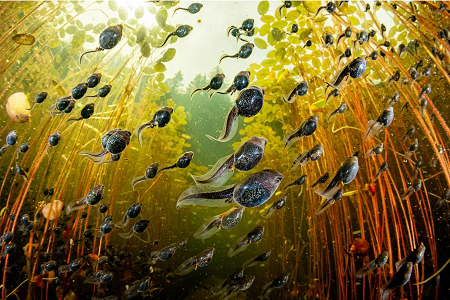 Tadpole Migration/Shane Gross. Photographed at Vancouver Island, Canada. Winner of the Aquatic Life category in the California Academy of Sciences 11th annual BigPicture: Natural World Photography Competition—on exhibit at Discovery Place Science in Charlotte through May 2, 2026.