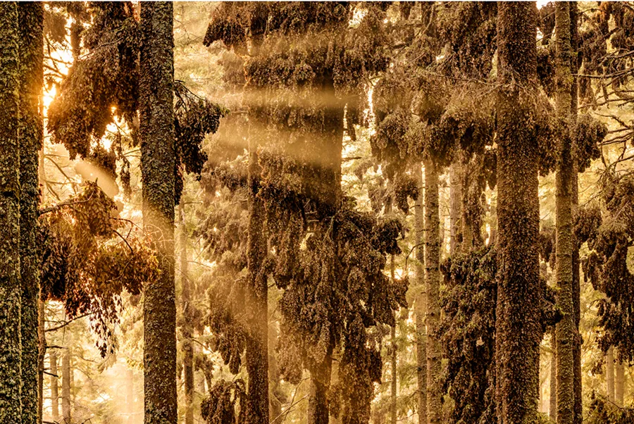 The Forest Of The Monarchs/Jaime Rojo. Photographed at Monarch Butterfly Biosphere Reserve, Michoacán, Mexico. Grand prize winner of the California Academy of Sciences 11th annual BigPicture: Natural World Photography Competition—on exhibit at Discovery Place Science in Charlotte through May 2, 2026.