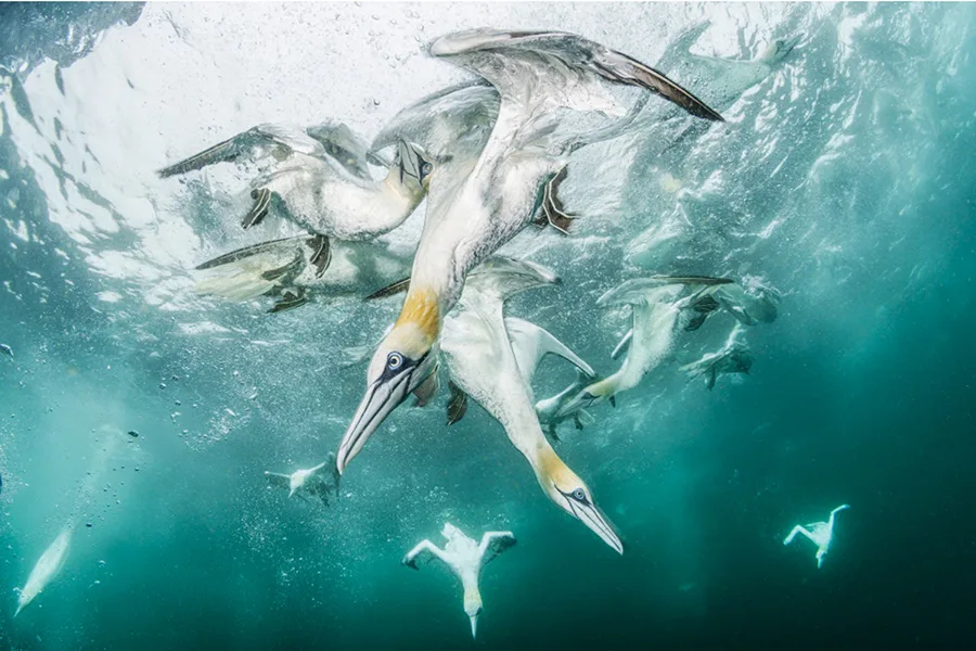 Underwater Harmony And Chaos/Franco Banfi. Photographed at Shetland Islands, Scotland, United Kingdom. Winner of the Winged Life category in the California Academy of Sciences 11th annual BigPicture: Natural World Photography Competition—on exhibit at Discovery Place Science in Charlotte through May 2, 2026.
