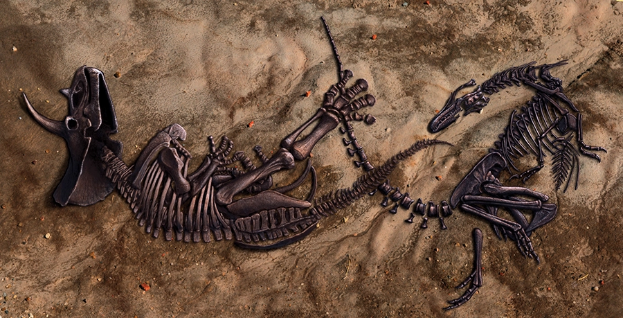 Illustration of the specimens in their in situ poses