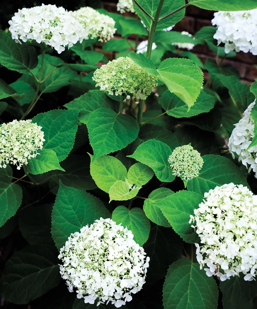 Eastover garden white hydrangeas