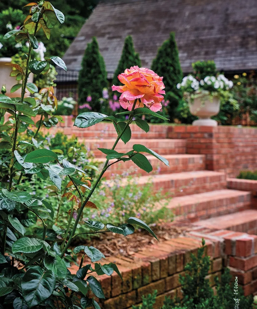 Eastover garden bright colored rose