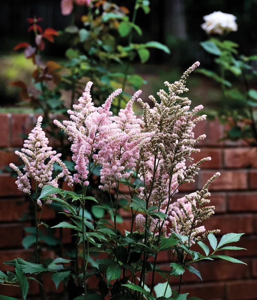 Eastover garden purple flowers