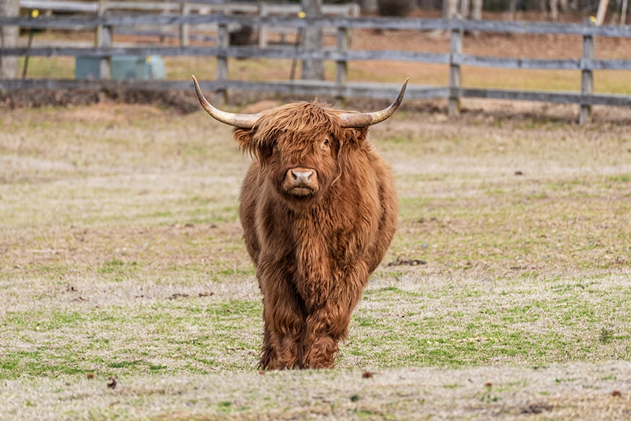 Highland cow Winki Dink at Crandall Bowles Children’s Farm