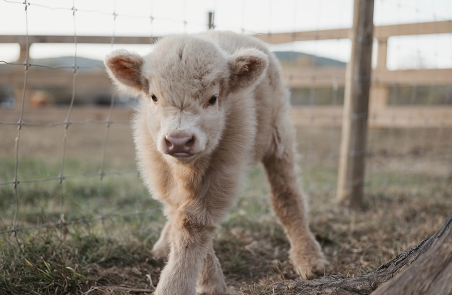 Crooked Creek Farm photo by Des Keller